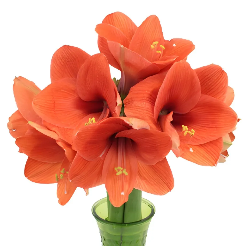 Apricot Orange Amaryllis Flowers