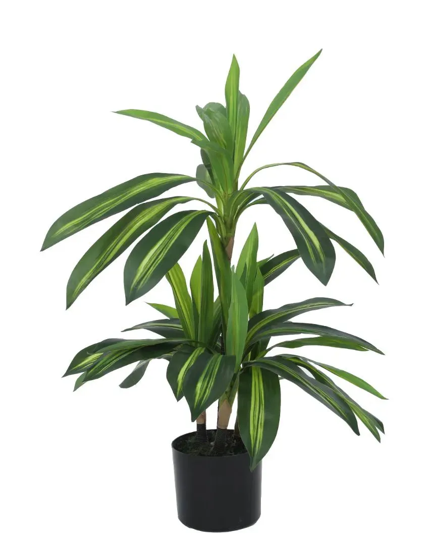 Artificial Dracaena Plant For Home Decor With Black Pot | 3 feet