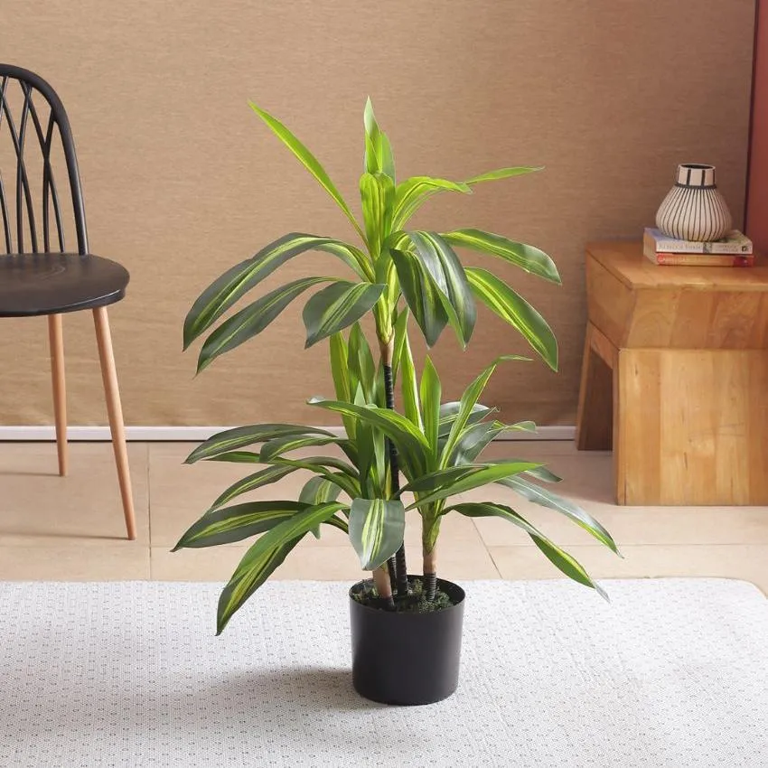 Artificial Dracaena Plant For Home Decor With Black Pot | 3 feet