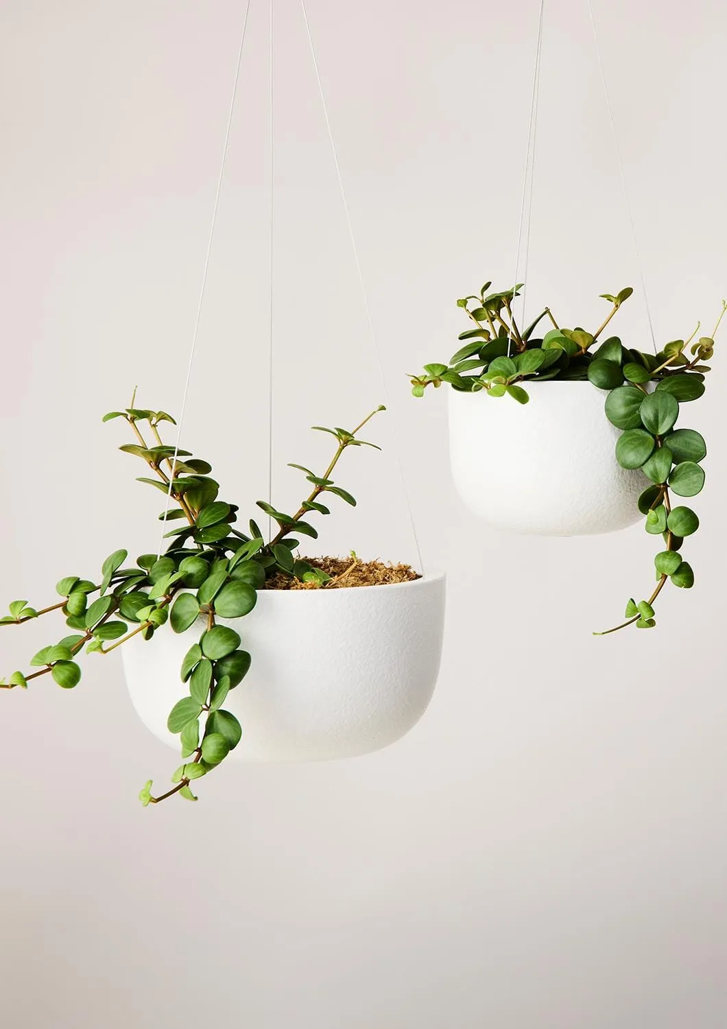 Glazed Earth Hanging Planter - Angus and Celeste