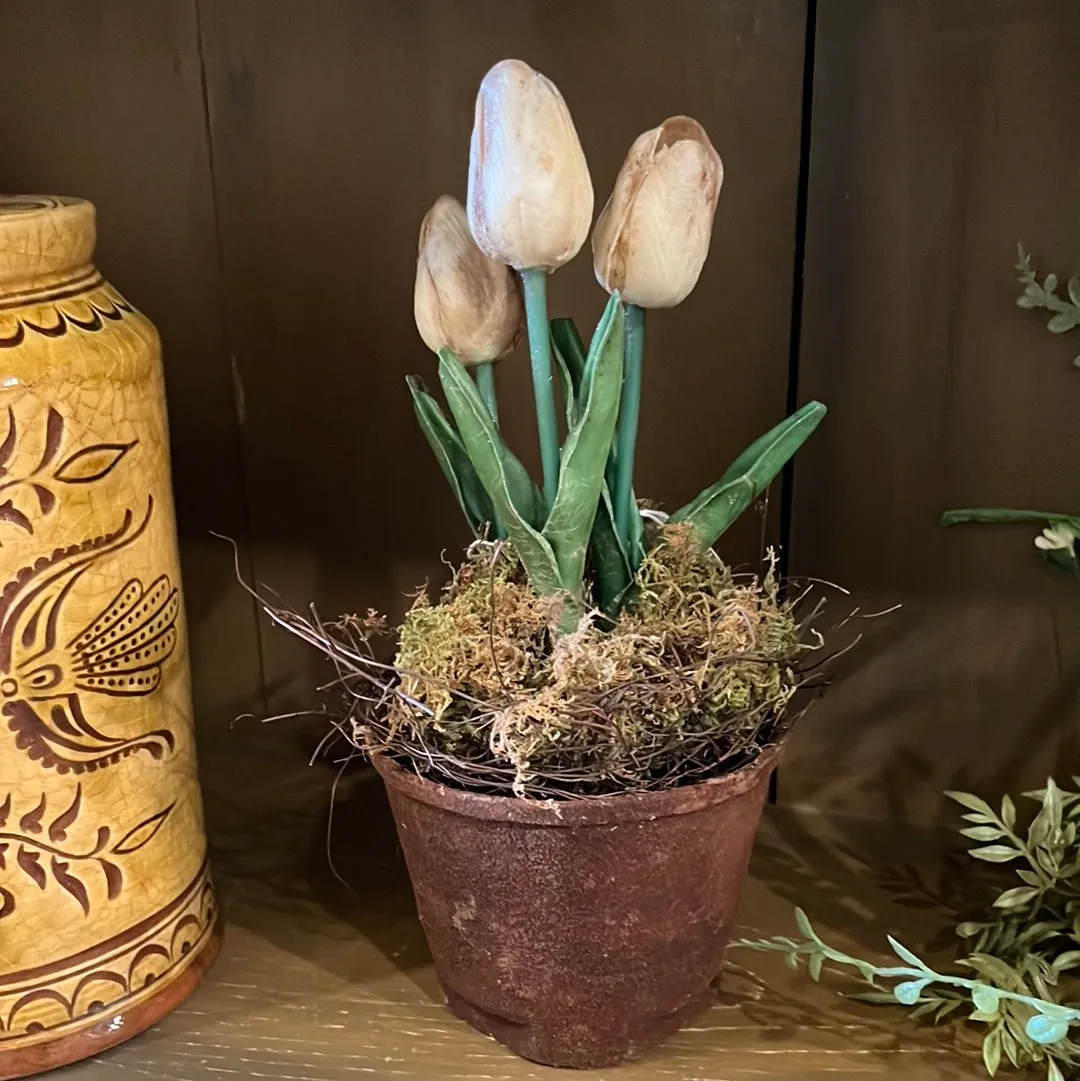 SALE Beautiful Tulips in Pot