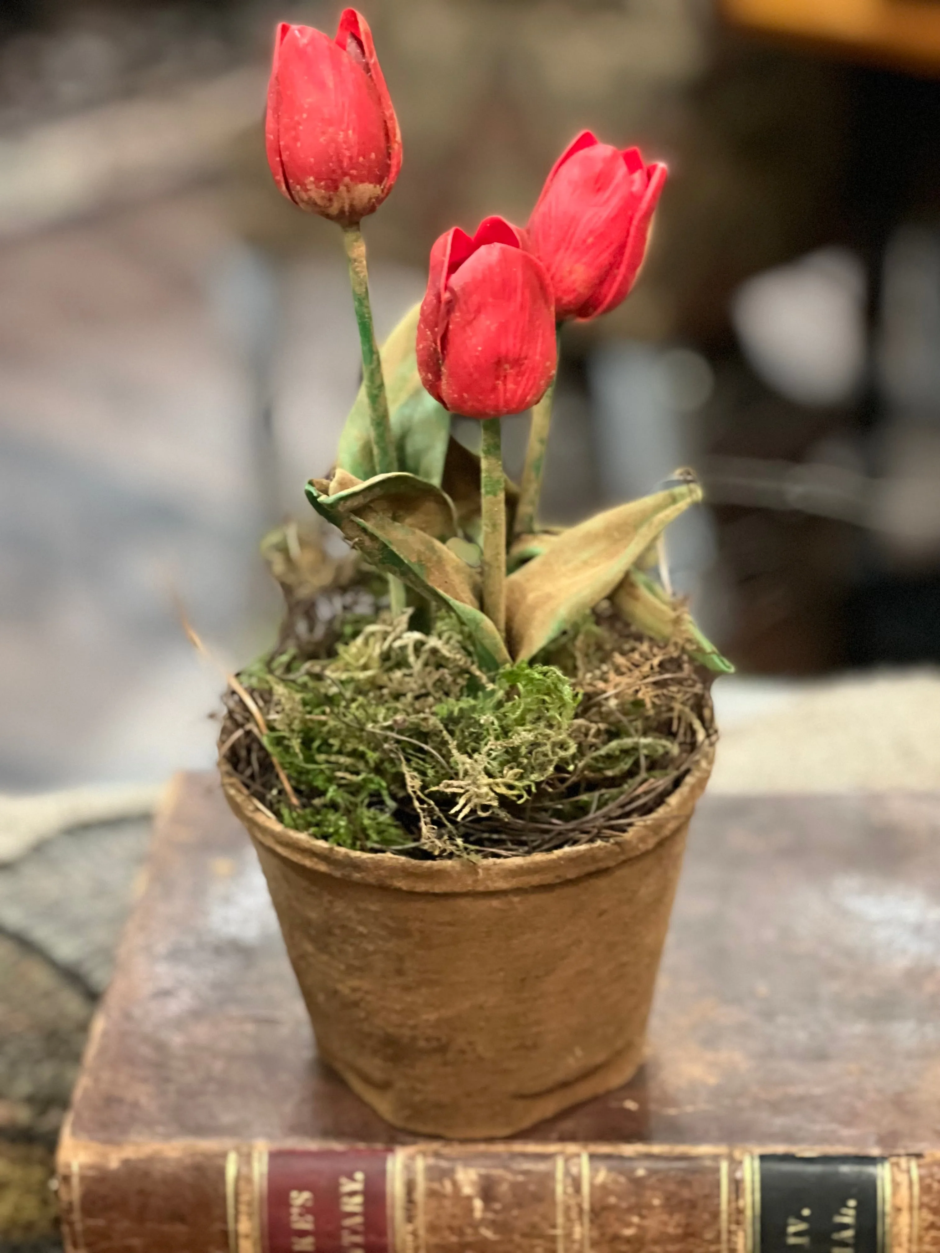 SALE Beautiful Tulips in Pot