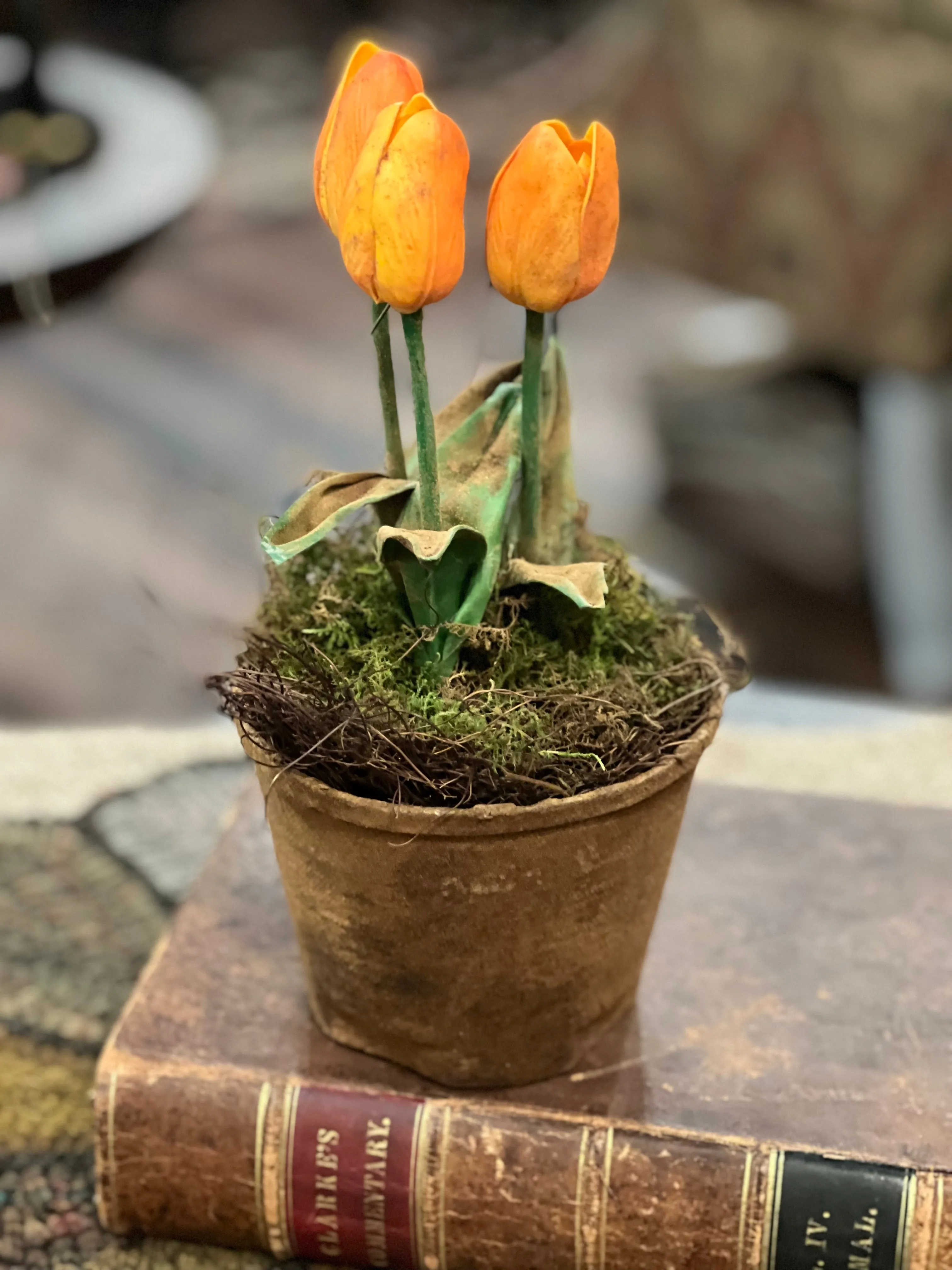 SALE Beautiful Tulips in Pot