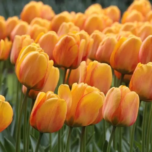Tulips Blushing Apeldoorn Flower Bulbs (Pack of 10)