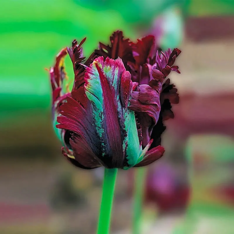 WOW!® Parrot Tulip Collection