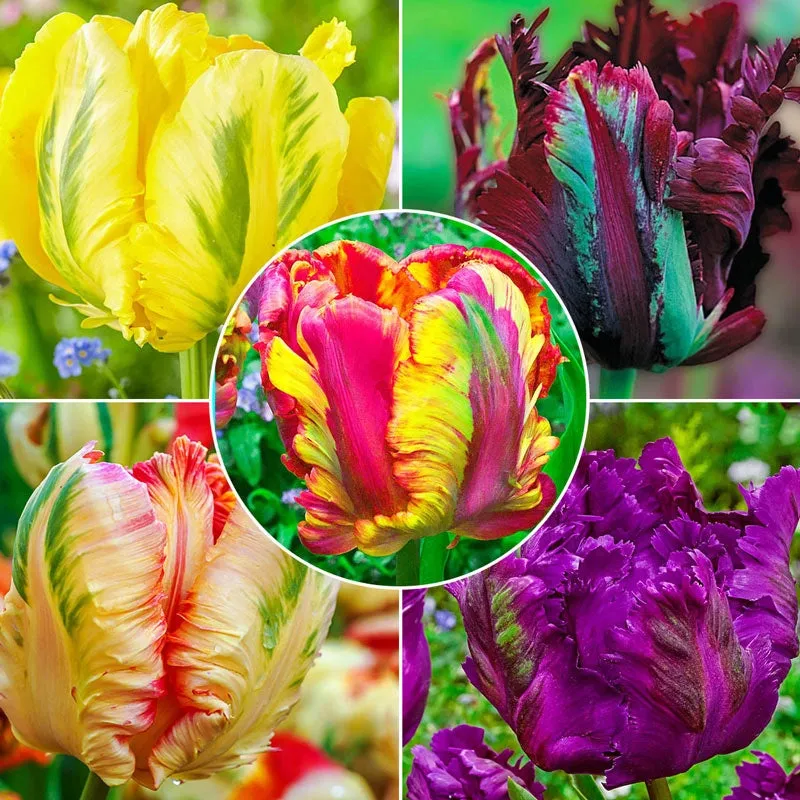 WOW!® Parrot Tulip Collection