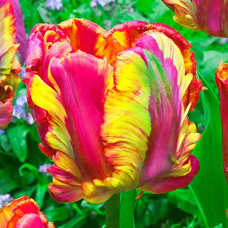 WOW!® Parrot Tulip Collection