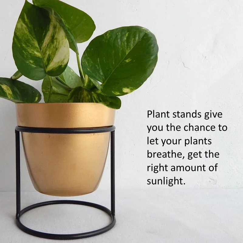 Zutoia Black Planter - White